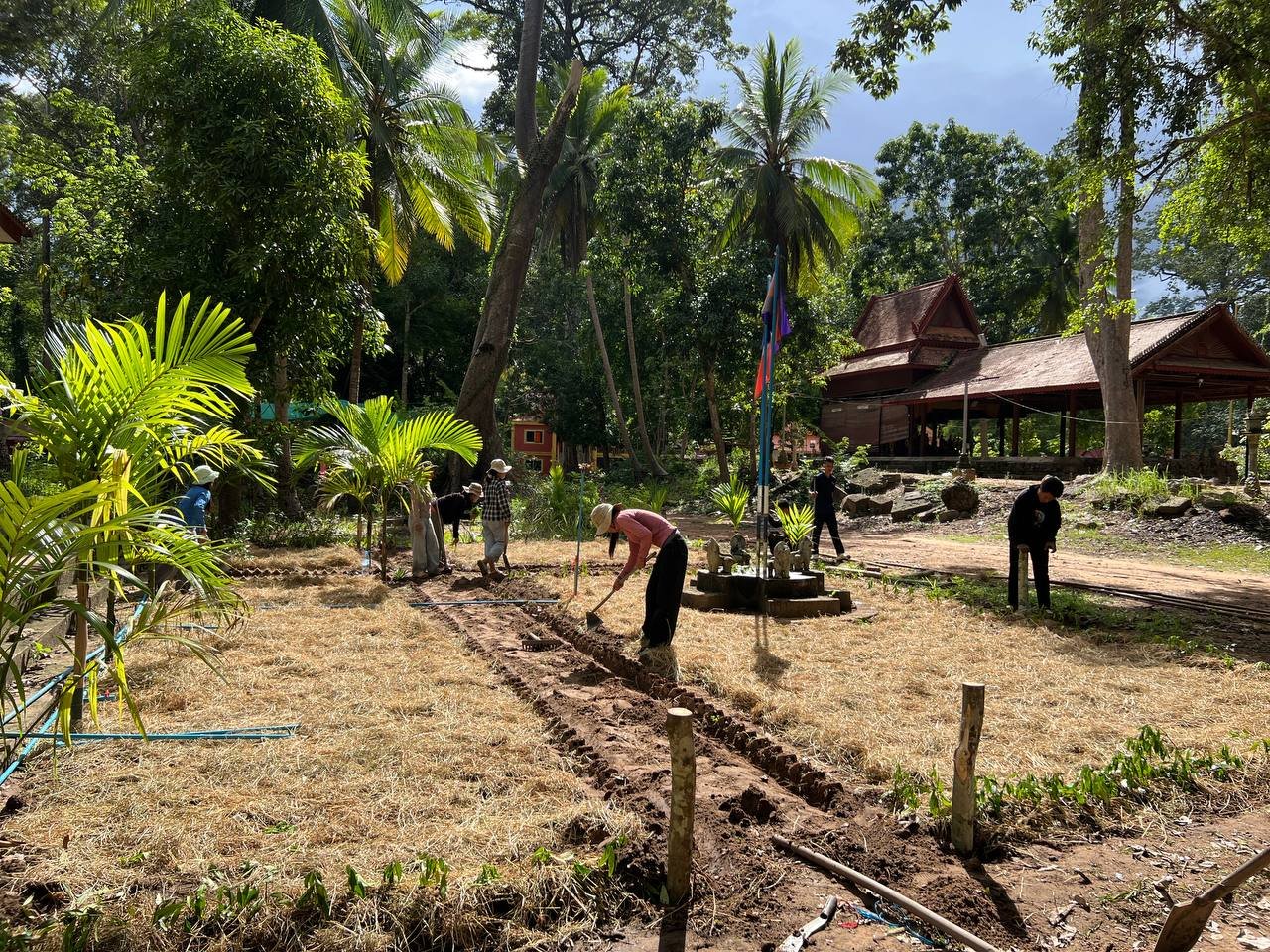 Green farming Siem reap